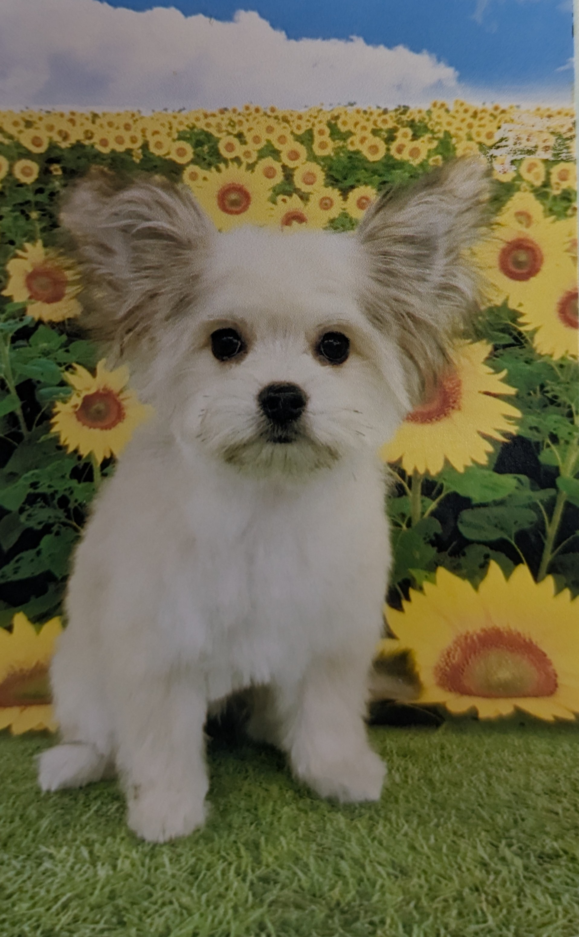 PXL_20250725_004951242~2